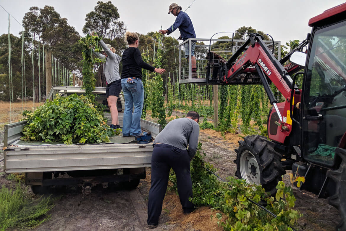 australia-hops-harvest.jpg