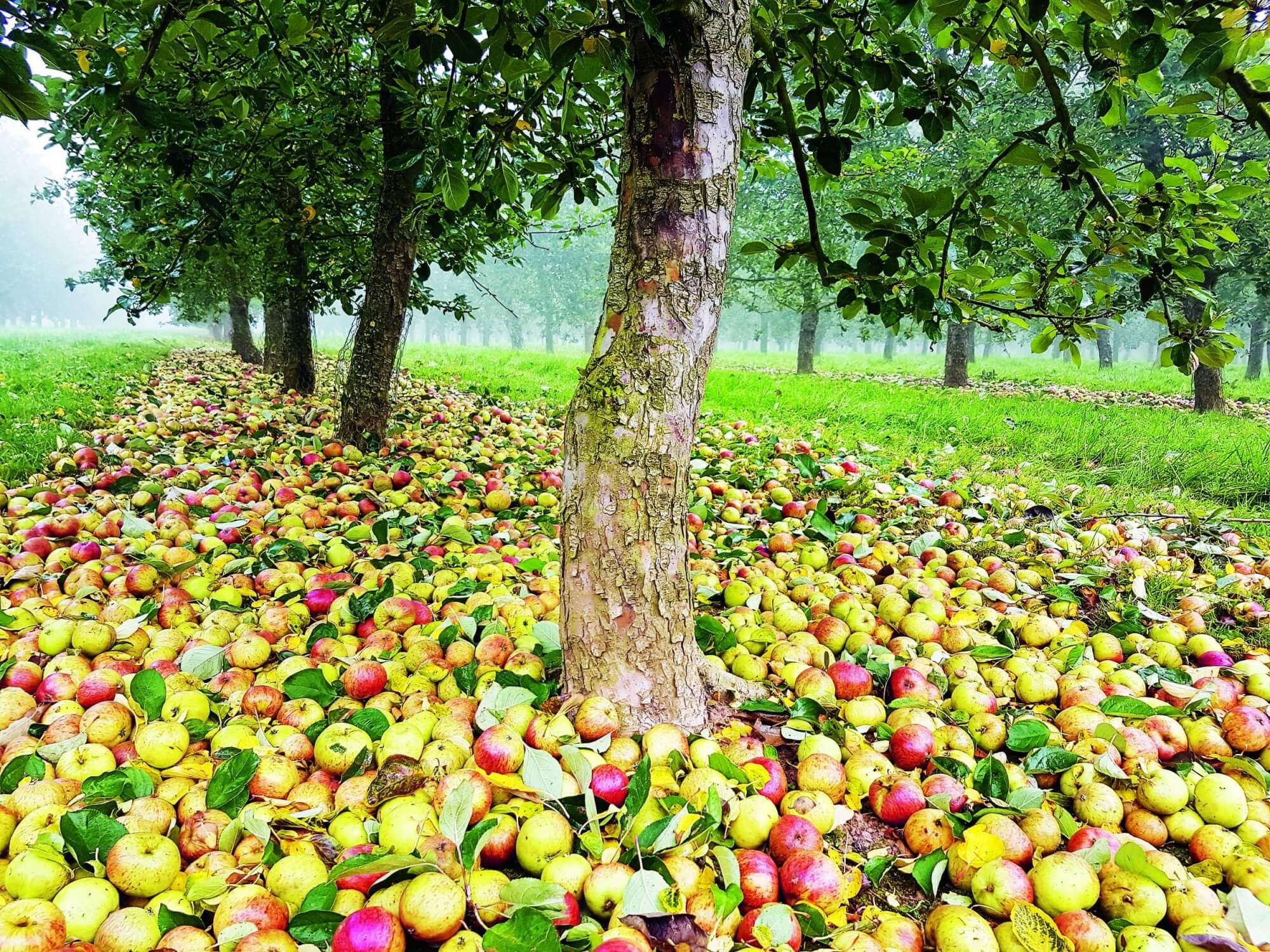 cider-apples-2000x1500.jpg