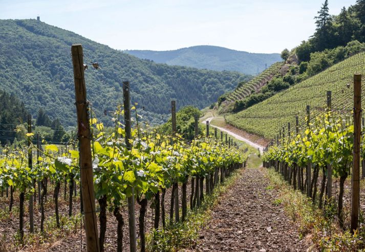 К 2021 году Кубань планирует увеличить площадь виноградников на 20%