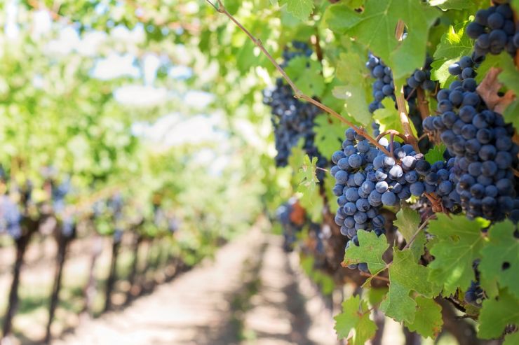 Площадь виноградников АФ «Южная» увеличится на 11%