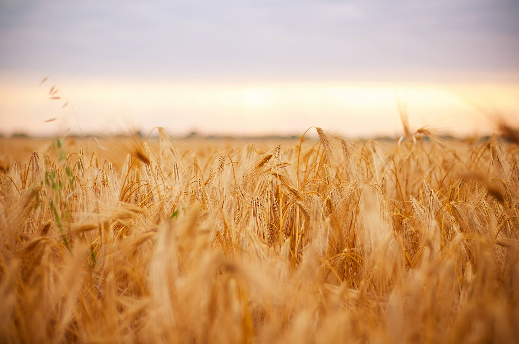 barley-field.jpg