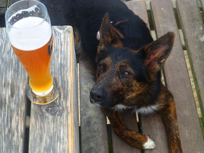 Американская пара сварила пиво, чтобы вылечить свою собаку
